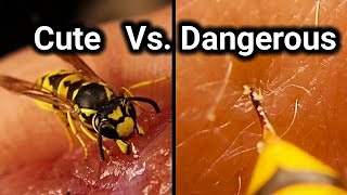 Wasps Woldlife Documentary  Yellowjacket dangerous or pets Wasp Sting slow motion Yellow jacket [upl. by Ativahs]