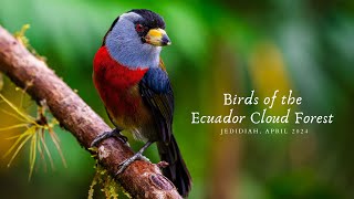 Birds of the Ecuador Cloud Forest [upl. by Blackmore605]