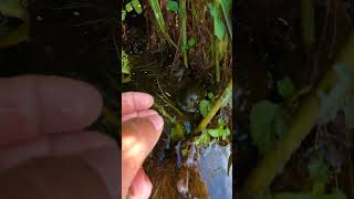 Beautiful of Natural Snail Living Place Catch Snail By hand in the Freshwater snail nature 4k [upl. by Aicsile117]