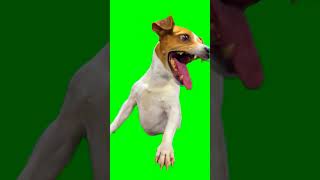 Green Screen Laughing Dog Meme Extended Sharp ColorRes [upl. by Hughie547]