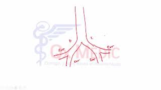 3 PARED ABDOMINAL ANTERIOR Y POSTERIOR [upl. by Thomasina365]