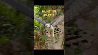 Harpy Eagle Hunting Monkeys  part 2 harpyeagle eagles wilbirds wildlife [upl. by Faus]