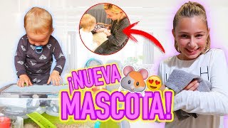 ¡OS PRESENTAMOS A ROSQUI 🐹NUEVO INTEGRANTE en la FAMILIA 😍LA MEJOR SORPRESA [upl. by Amathiste]