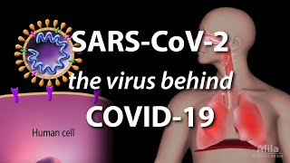 Understanding the Virus that Causes COVID19 Animation [upl. by Lovmilla]