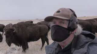 Bison Hunt Montana 2020 [upl. by Hsepid]