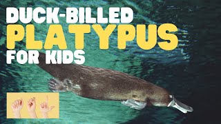 ASL DuckBilled Platypus for Kids [upl. by Aynahs]