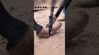 How are horses Hooves Cuttingshorts shortsfeed viralvideo [upl. by Ylenaj201]