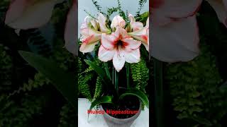 Hippeastrum Floración [upl. by Sallyann]