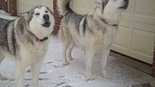 Alaskan Malamutes Howling at Siren [upl. by Kcerb559]