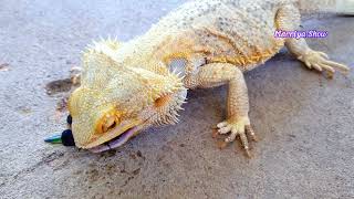 Bearded Dragon Diet What Can Bearded Dragons Eat [upl. by Fachanan850]