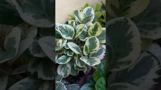 shots Peperomia obtusifolia variegata [upl. by Lennie502]