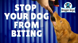 How To Stop A Dog From Biting [upl. by Aissert]