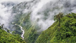 ¿Qué son los SUMIDEROS DE CARBONO [upl. by Joanie]