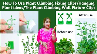 How To Use Plant Climbing Fixing ClipsHanging Plant ideasThe Plant Climbing Wall Fixture Clips [upl. by Squire]