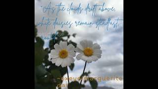 quotWhy Daisy are Loved by Allquot❤️✨ fypflowershortsdiyflowyshorts flowerdailyflowerpower [upl. by Eseryt168]