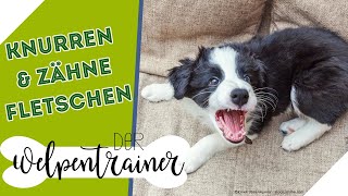 Zähnefletschen amp Knurren 😱 Was passiert mit meinem Hund  Der Welpentrainer  sixx [upl. by Jorrie429]