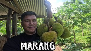 Update sa munting Farm kaagapaymixvlogs9819 [upl. by Aksoyn]