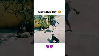 Sigma Rule Boy 😡 l dog boy sigmarule shorts [upl. by Putscher]