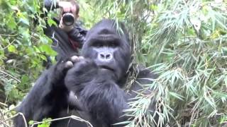 Silverback Gorilla strikes a pose  very close encounter [upl. by Arymahs22]