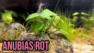 ANUBIAS ROT What it is and How to treat it [upl. by Noakes711]