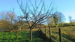 How to Prune Established Apple Trees [upl. by Blondelle307]