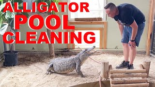 How I Clean The Alligator Pool [upl. by Luanne]