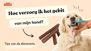 Hoe verzorg ik het gebit van mijn hond [upl. by Dylana]