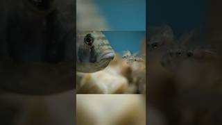 Cuckoo Catfish Breeding Strategies MagicalAnimals CichlidFish CuckooCatfish animalworld [upl. by Negam]