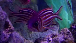 crown squirrelfish or crowned squirrelfish [upl. by Luapnhoj]