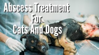 Abscess Treatment For Cats And Dogs [upl. by Aenahs]