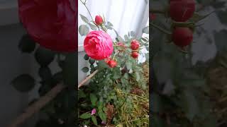 15 октября 2024 г Помпонелла роза Pomponella осень rose autumn [upl. by Inger]