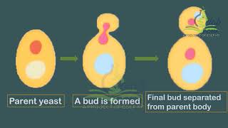 Observation of Budding in Yeast [upl. by Eirrol963]