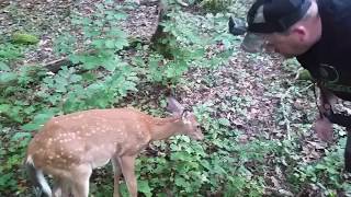 Whitetail Deer the affect of bluetongue [upl. by Jurkoic]