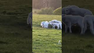 The best time of lambing the end when lambs starts playing together 🤩 on our farm [upl. by Paulie933]