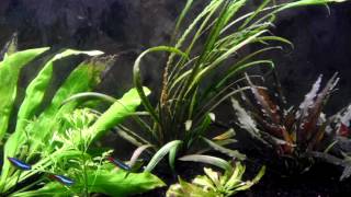 Cryptocoryne Spiralis [upl. by Fong115]