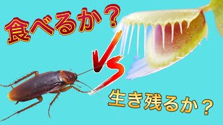 【閲覧注意】ゴキブリを食虫植物に食べさせてみた！！ [upl. by Olsewski]