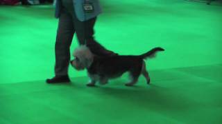 Dandies at Crufts 2009  Veteran Dog [upl. by Ellehcir]