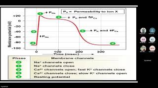 Exploring anti arrhythmic drugs [upl. by Arikal894]