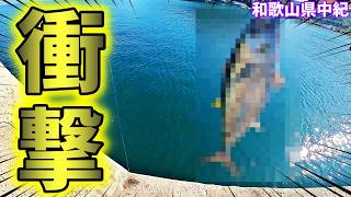 【衝撃】【和歌山】堤防でとんでもない魚が！最大４m超のあの魚！ [upl. by Ulani736]