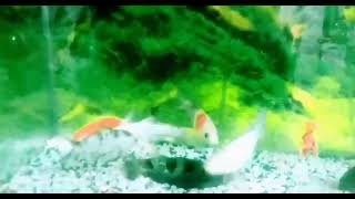 Fishlike fishlove fishswimming videosubscribe 🐟💚💙 [upl. by Best]