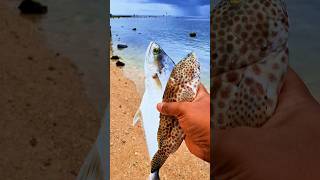 Found dead spotted grouperfish and mackerel on the beach shorts shortvideo viralvideo [upl. by Akimot848]