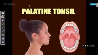 ENT LECTURES anatomy of palatine tonsils [upl. by Irreg941]