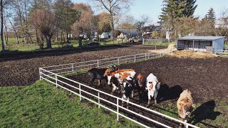 Przeganianie jałówek z wybiegu do obory 2k22 Przygotowanie do zimyCase96 [upl. by Colp982]