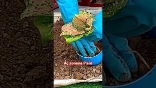 How to easily propagate Aglaonema🌿 plantlover plants gardening pottedplant garden plantaddict [upl. by Winfred939]