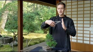 How to Unwire a Bonsai [upl. by Pulchi]