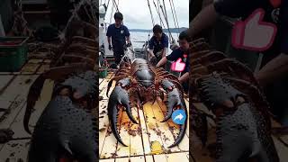 Fishing boat fishing Caught a big one [upl. by Ardnohsal]