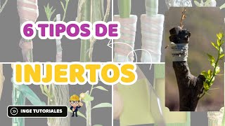 6 Tipos de Injertos en FRUTALES [upl. by Sitoel]