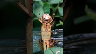 Hungry Dragonfly shorts nature trending food [upl. by Cloe]