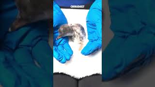 Guess how much newborn baby penguin weighs [upl. by Ranita126]