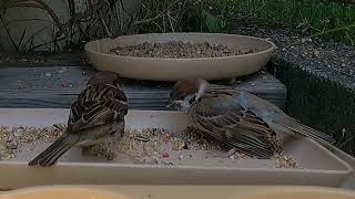 HSP Spring chicks20240511001 The baby sparrows cant do many things very well yet [upl. by Laural]